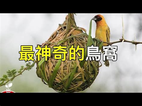 鳥築巢原因